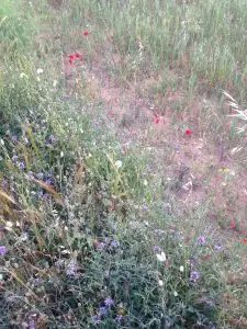 right plant right place