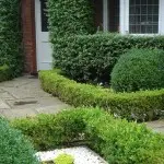 Earlsfield formal front garden ideas established box