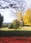 Surrey landscaped garden specimen trees