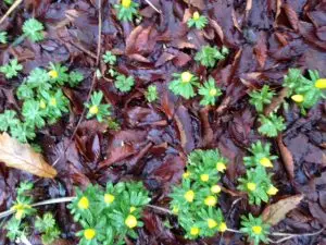 aconites emerging